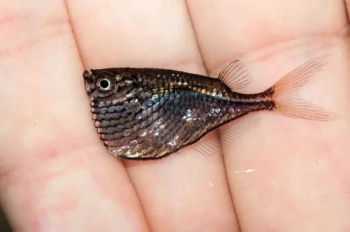 Miniatura: Carnegiella (Carnegiella spp.)