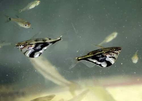 Miniatura: Carnegiella (Carnegiella spp.)