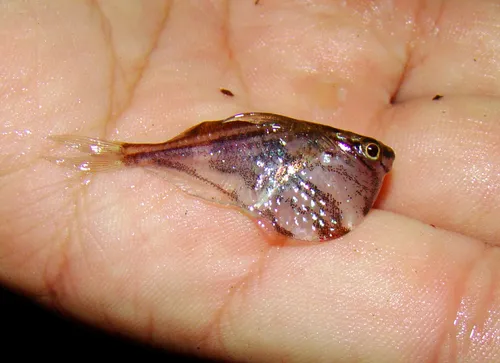 Miniatura: Carnegiella (Carnegiella spp.)