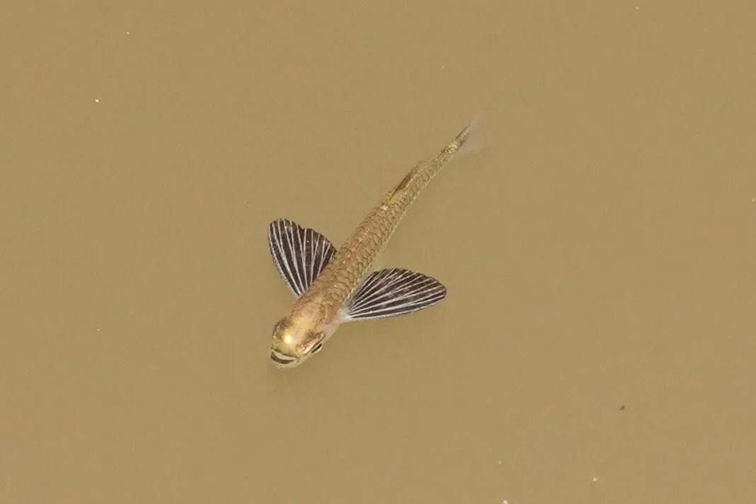 Gasteropelecus (Gasteropelecus spp.)