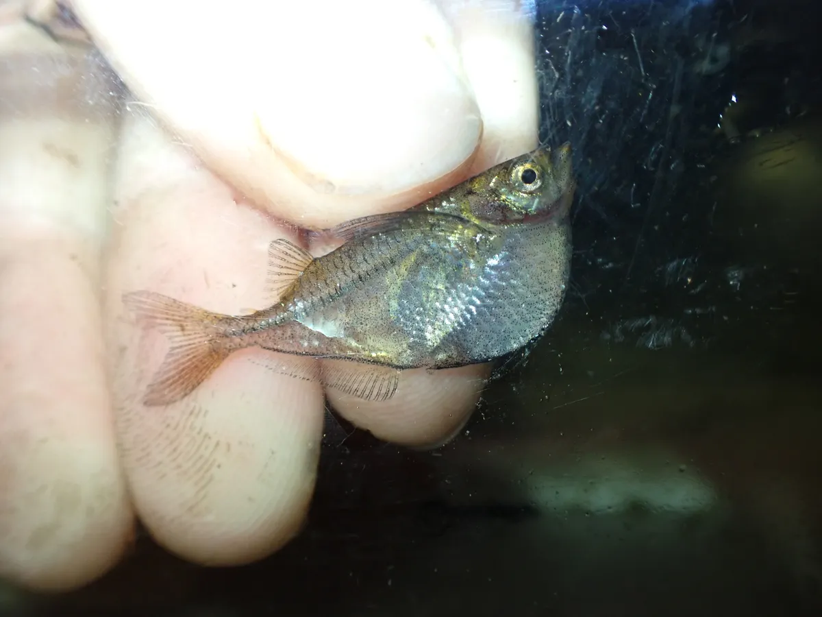 Miniatura: Gasteropelecus (Gasteropelecus spp.)