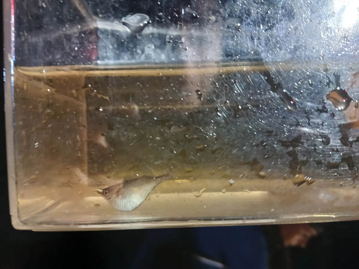 Miniatura: Gasteropelecus (Gasteropelecus spp.)