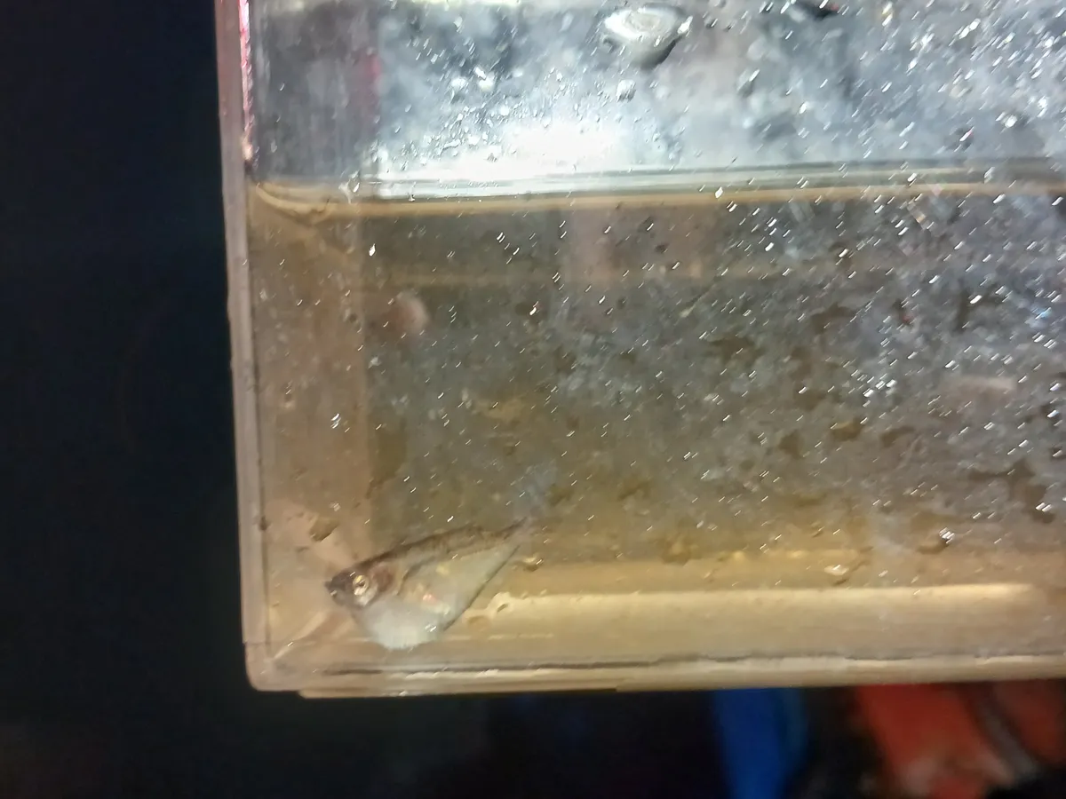 Miniatura: Gasteropelecus (Gasteropelecus spp.)