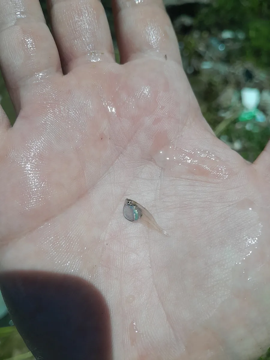 Thoracocharax (Thoracocharax spp.)
