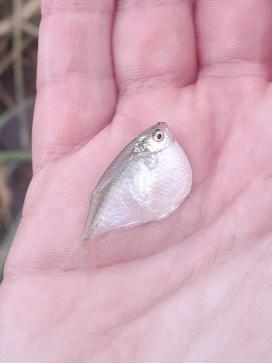 Miniatura: Thoracocharax (Thoracocharax spp.)