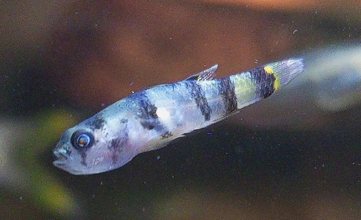 Gobidi (Ghiozzi)