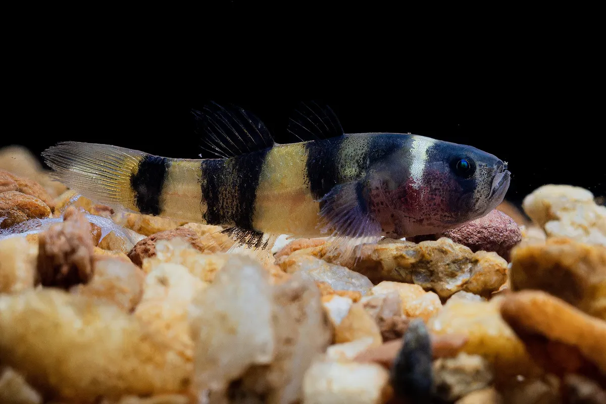 Miniatura: Brachygobius (Brachygobius spp.)