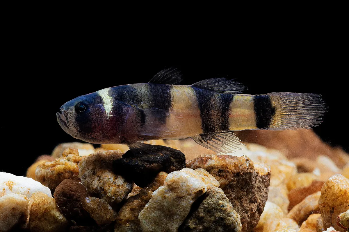 Miniatura: Brachygobius (Brachygobius spp.)