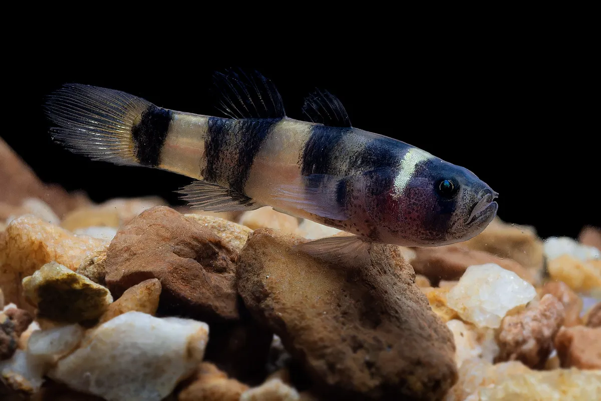 Miniatura: Brachygobius (Brachygobius spp.)