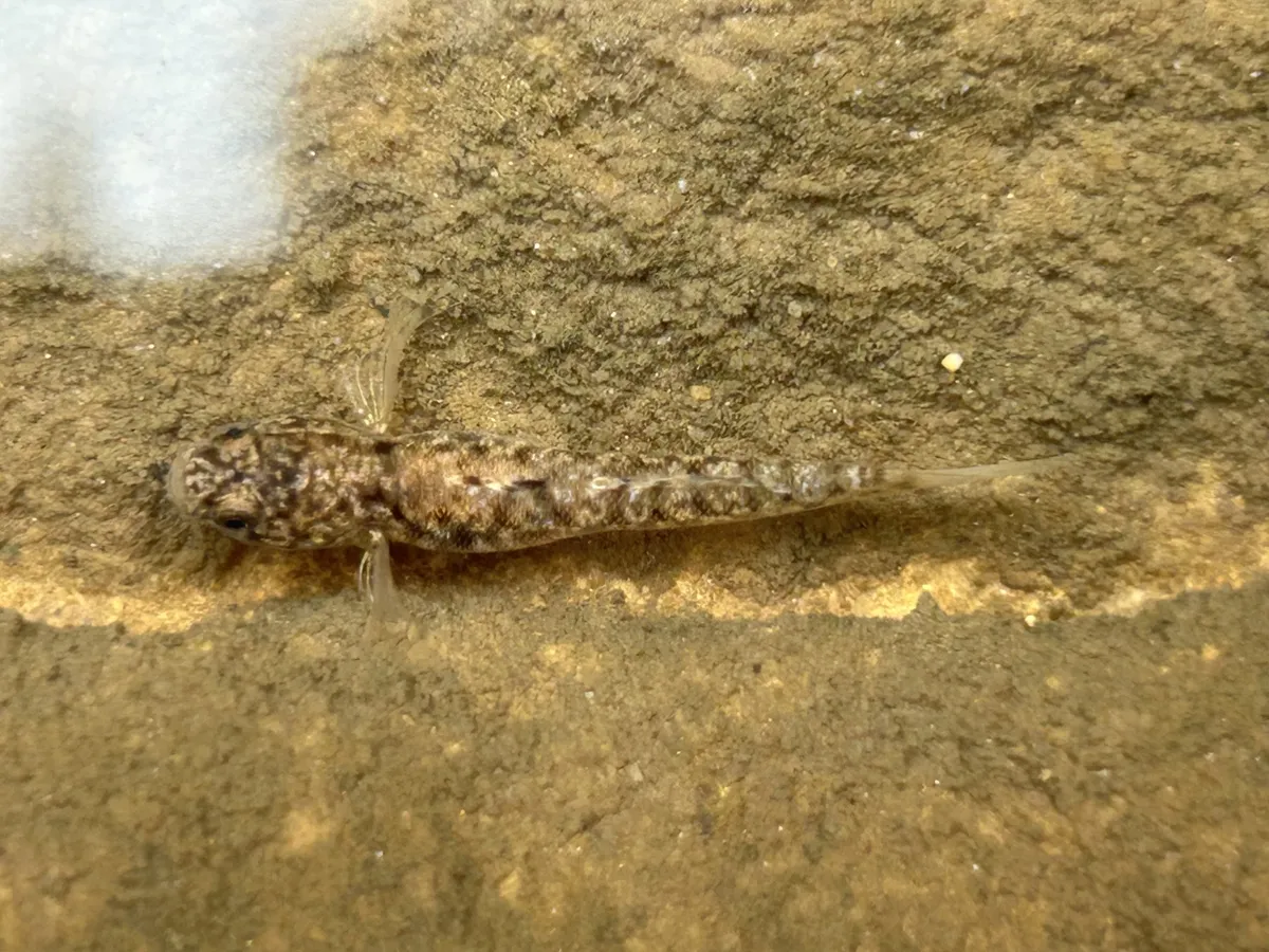 Mugilogobius (Mugilogobius spp.)