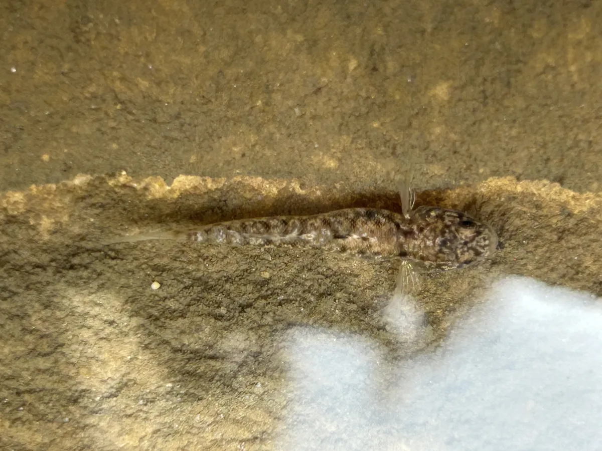 Miniatura: Mugilogobius (Mugilogobius spp.)