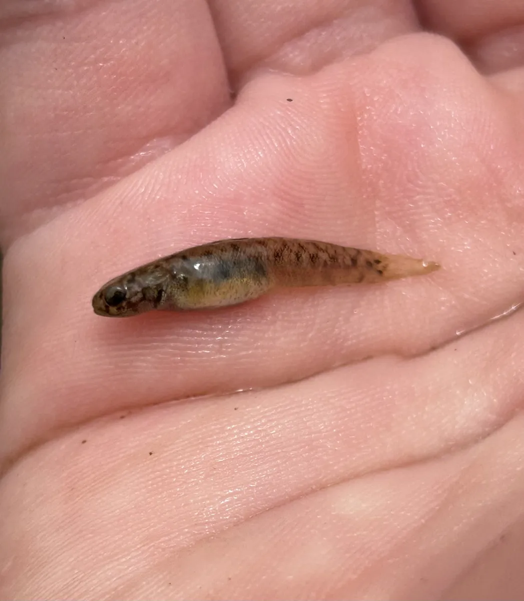 Miniatura: Mugilogobius (Mugilogobius spp.)
