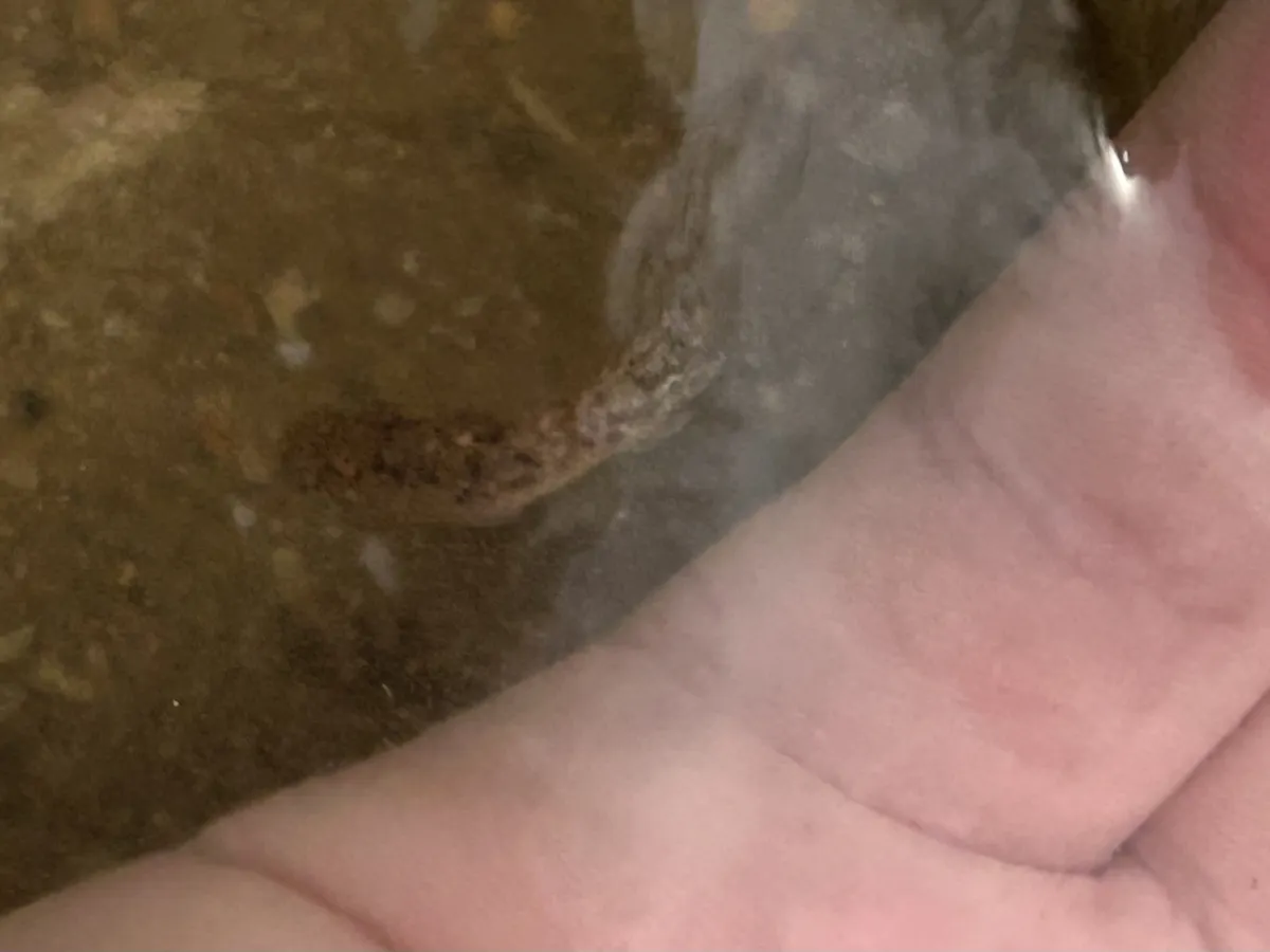 Miniatura: Mugilogobius (Mugilogobius spp.)