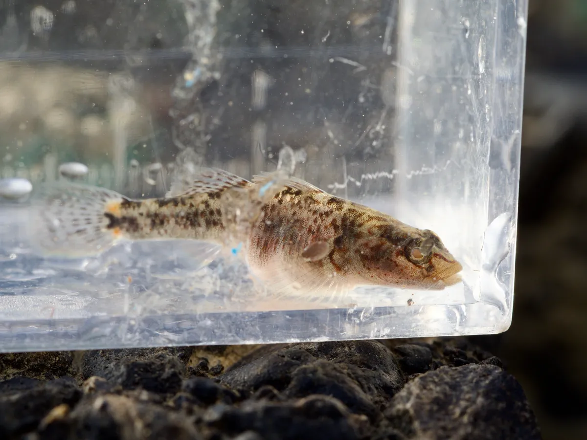 Rhinogobius (Rhinogobius spp.)