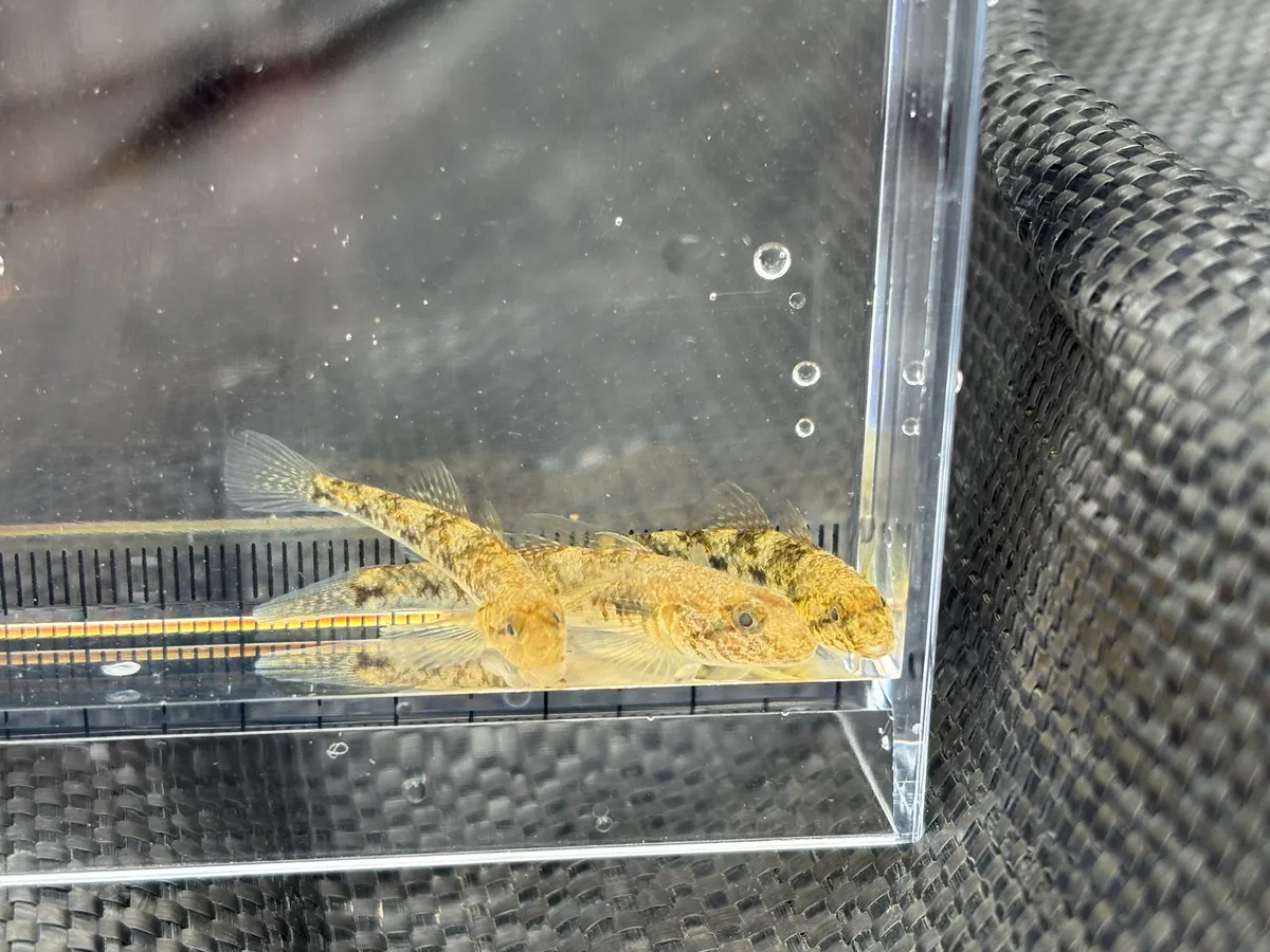 Miniatura: Rhinogobius (Rhinogobius spp.)