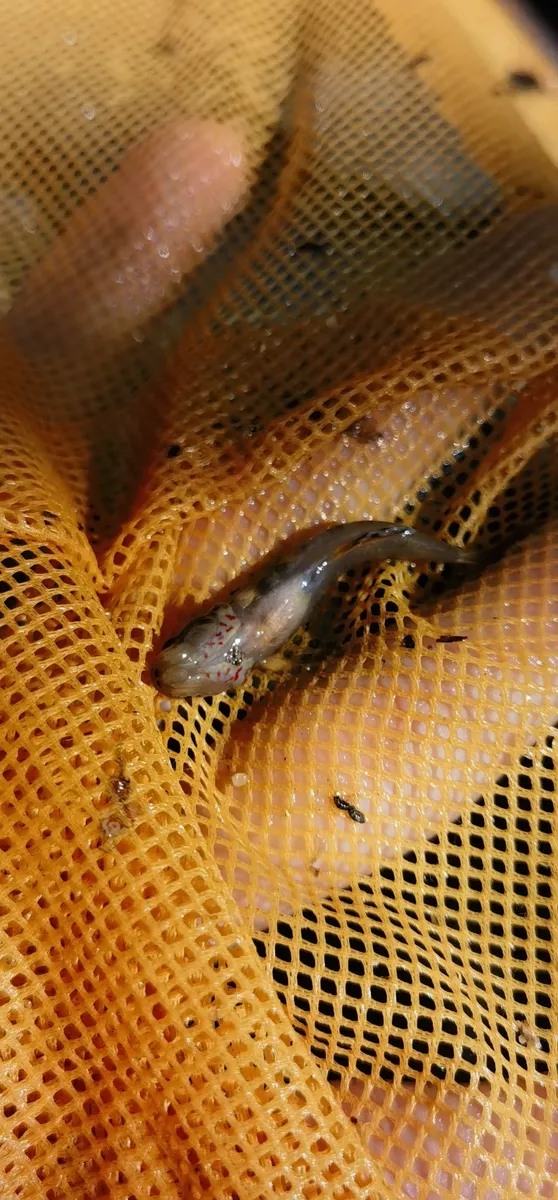 Miniatura: Rhinogobius (Rhinogobius spp.)