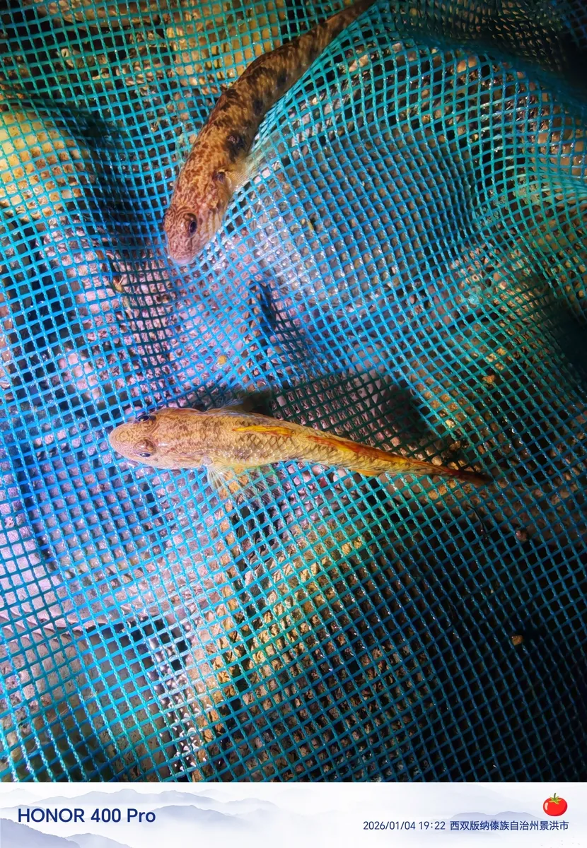 Miniatura: Rhinogobius (Rhinogobius spp.)