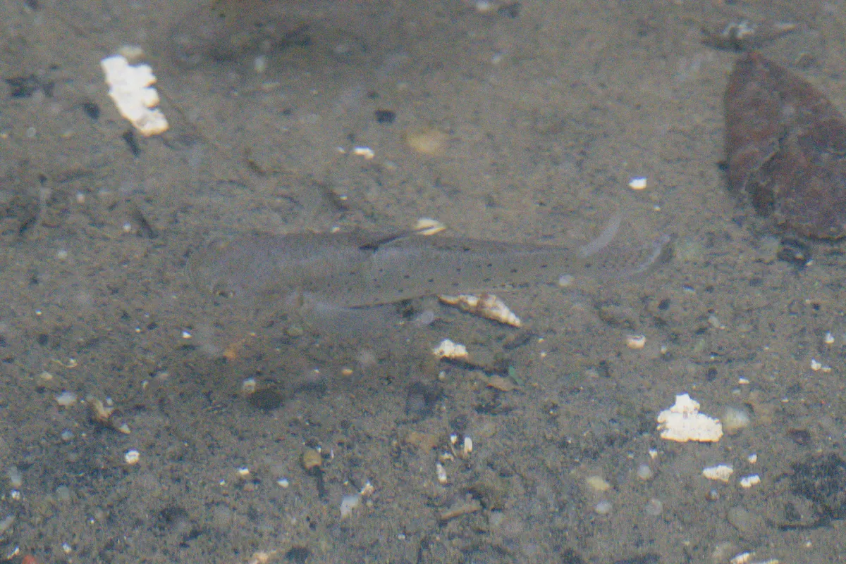 Stigmatogobius (Stigmatogobius spp.)