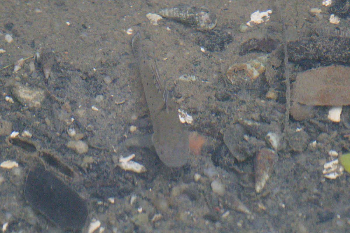 Miniatura: Stigmatogobius (Stigmatogobius spp.)