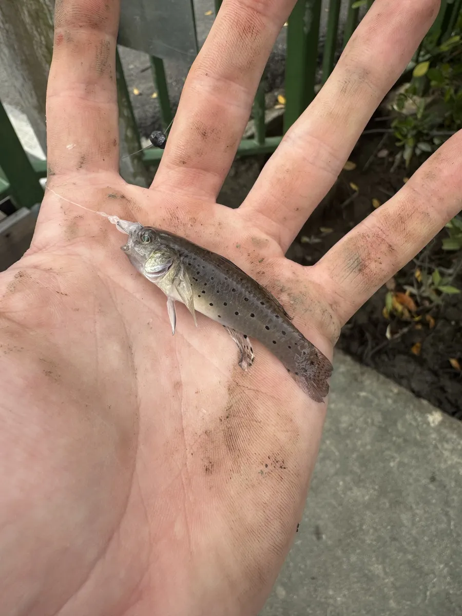 Miniatura: Stigmatogobius (Stigmatogobius spp.)