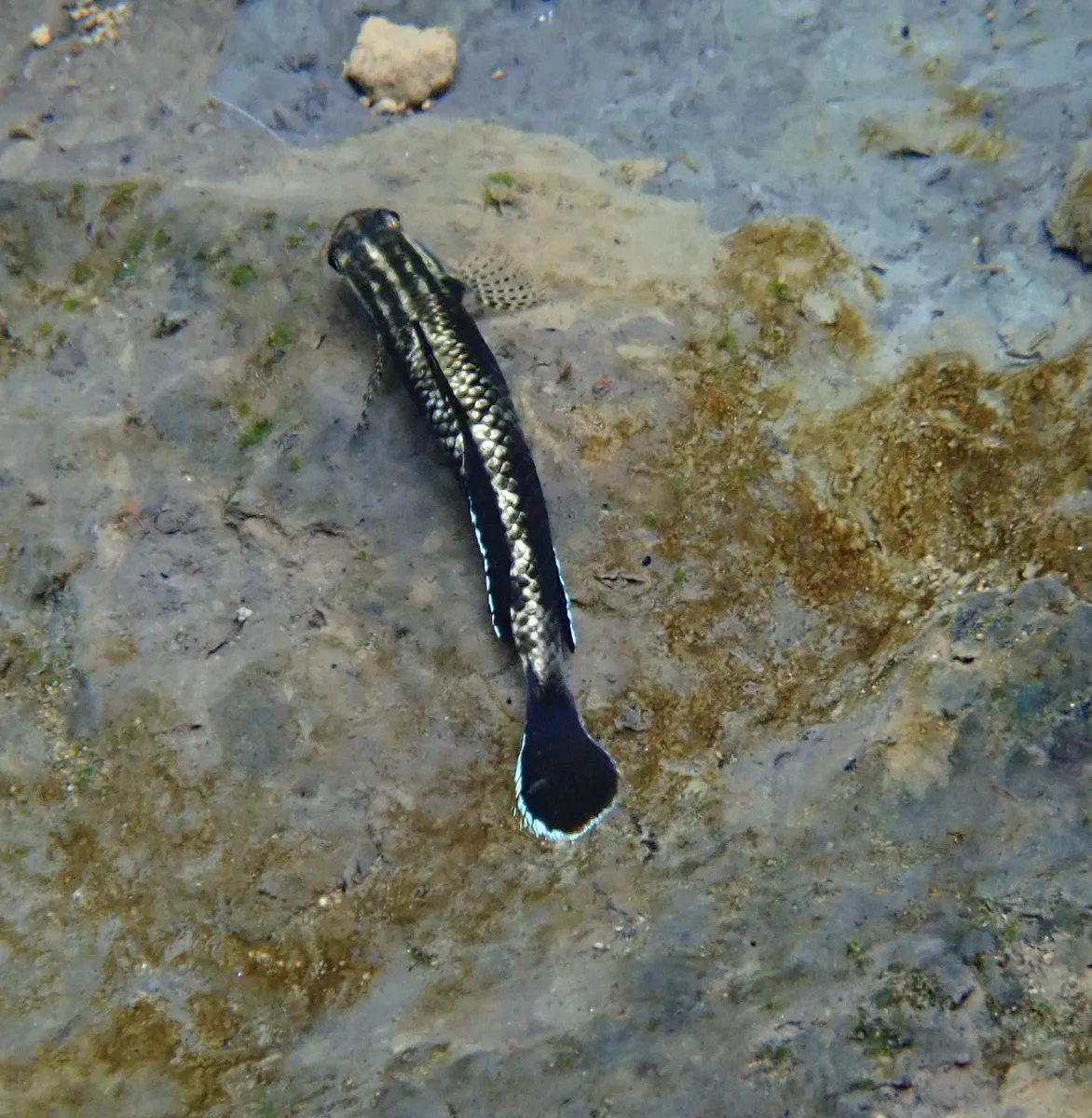 Stiphodon (Stiphodon spp.)
