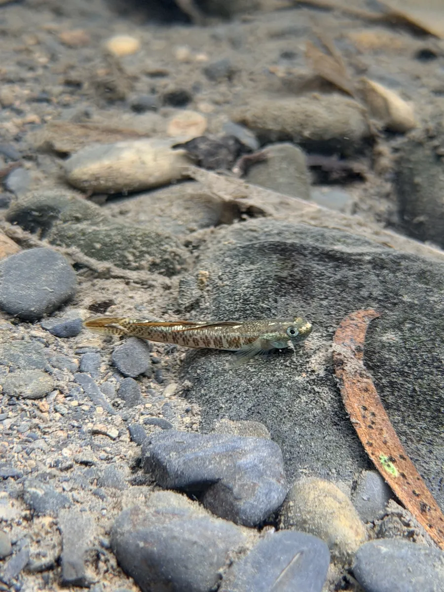 Miniatura: Stiphodon (Stiphodon spp.)