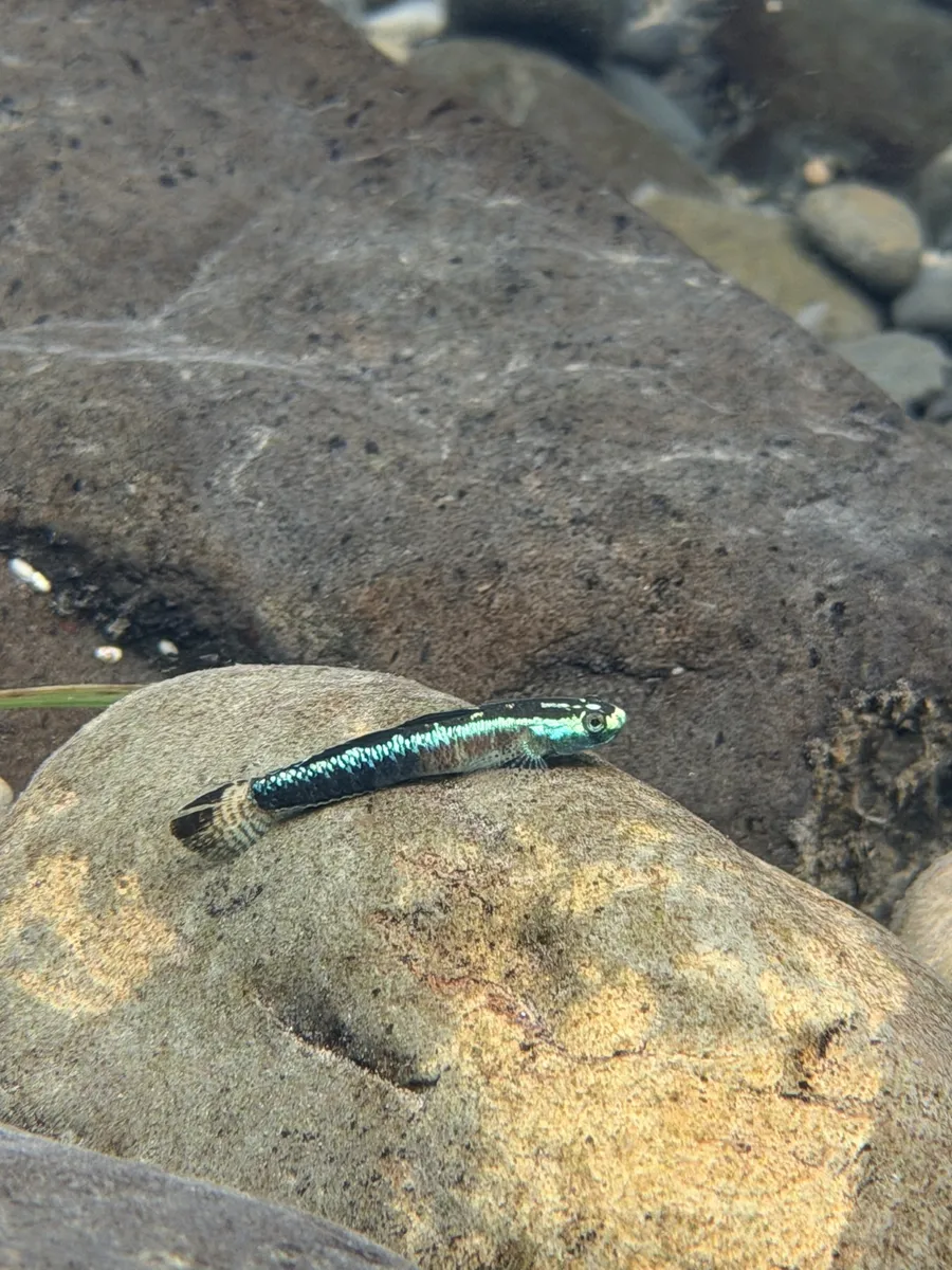 Miniatura: Stiphodon (Stiphodon spp.)