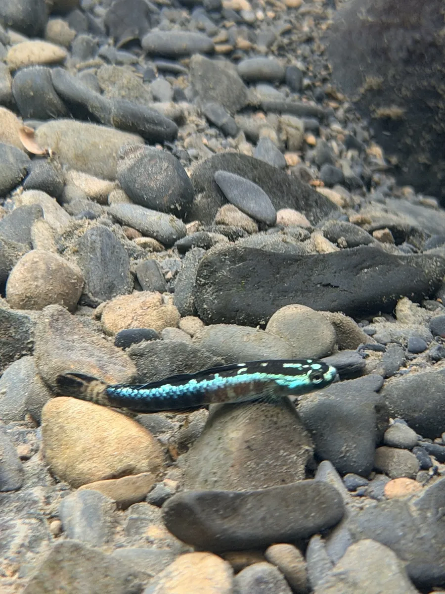 Miniatura: Stiphodon (Stiphodon spp.)