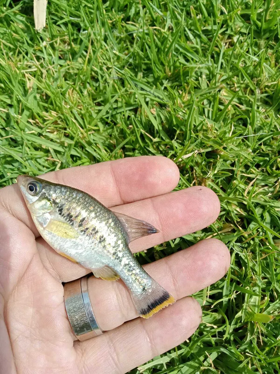Miniatura: Ameca (Ameca splendens)