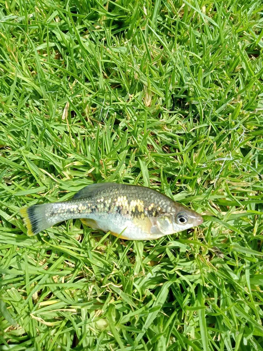 Miniatura: Ameca (Ameca splendens)