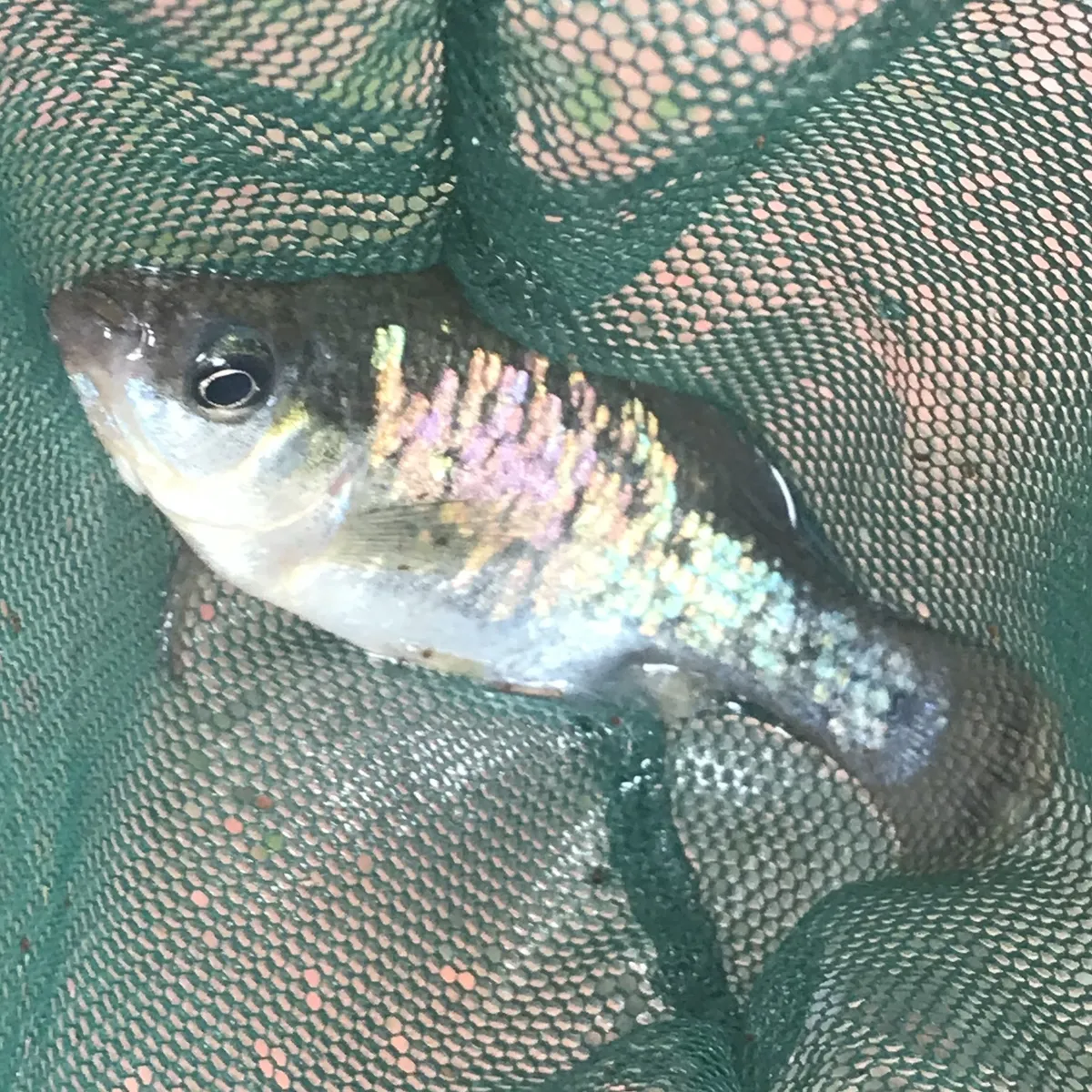 Miniatura: Ameca (Ameca splendens)