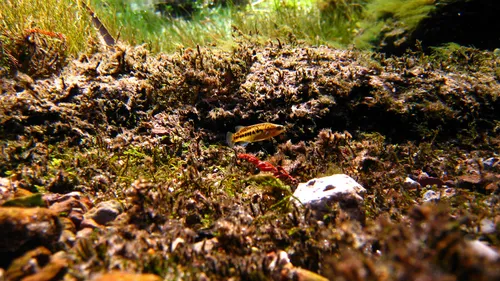 Characodon (Characodon spp.)