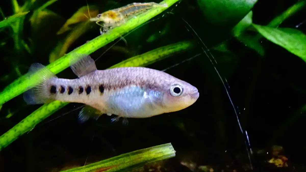 Miniatura: Characodon (Characodon spp.)