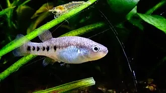 Miniatura: Characodon (Characodon spp.)