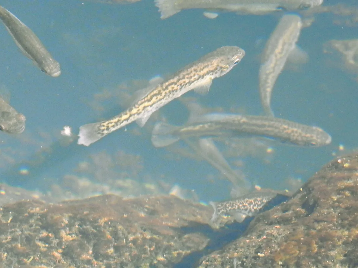 Xenotoca (Xenotoca spp.)