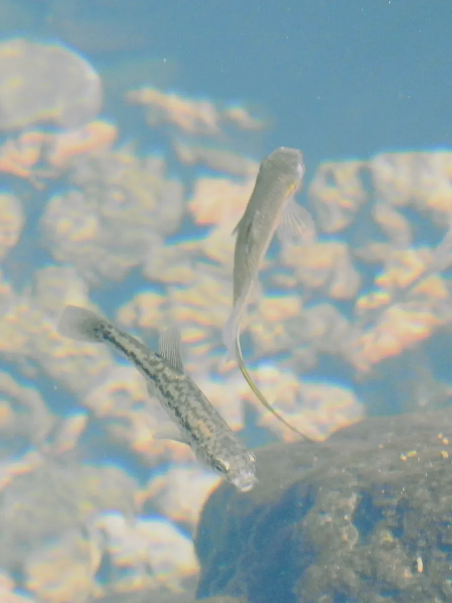 Miniatura: Xenotoca (Xenotoca spp.)