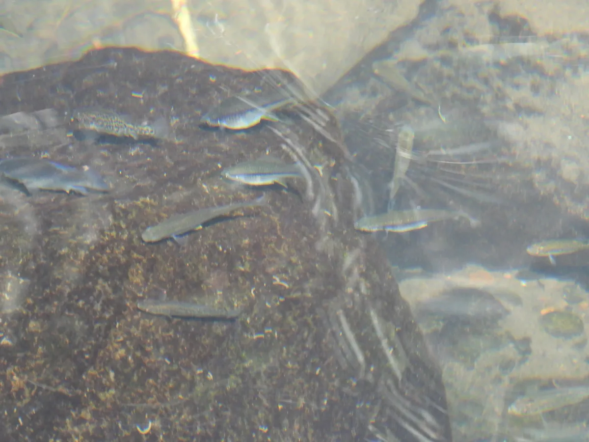 Miniatura: Xenotoca (Xenotoca spp.)