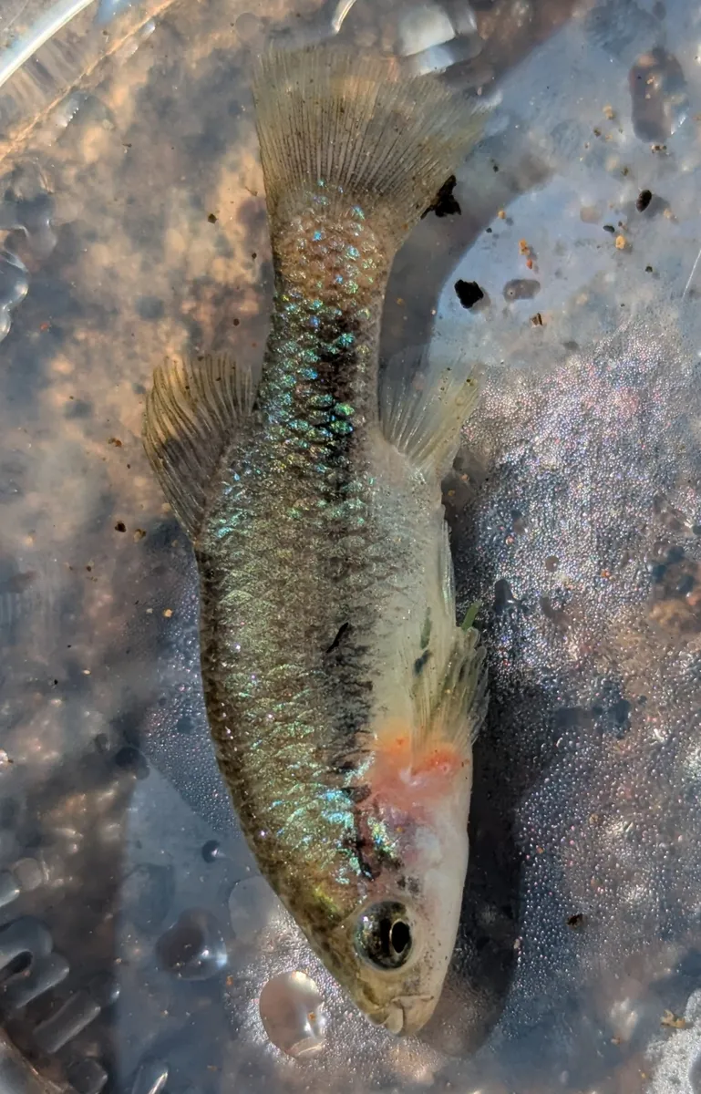 Miniatura: Xenotoca (Xenotoca spp.)