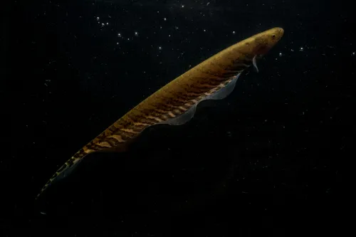 Miniatura: Gymnotus (Gymnotus spp.)