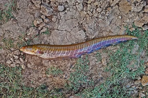Miniatura: Gymnotus (Gymnotus spp.)
