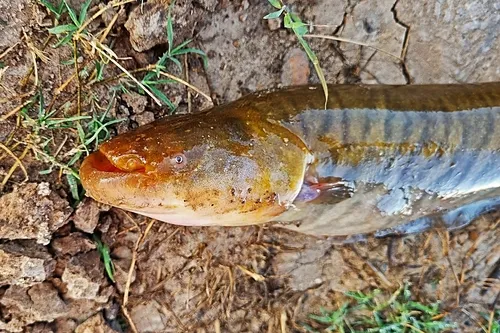 Miniatura: Gymnotus (Gymnotus spp.)