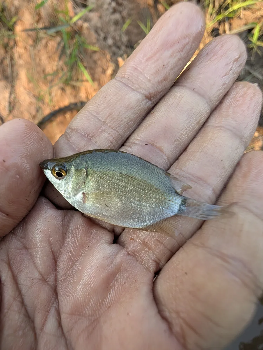 Helostomatidi (Gurami baciatore)