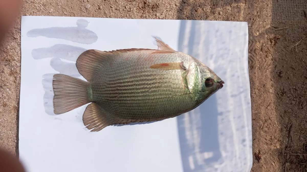Miniatura: Helostoma (Helostoma spp.)