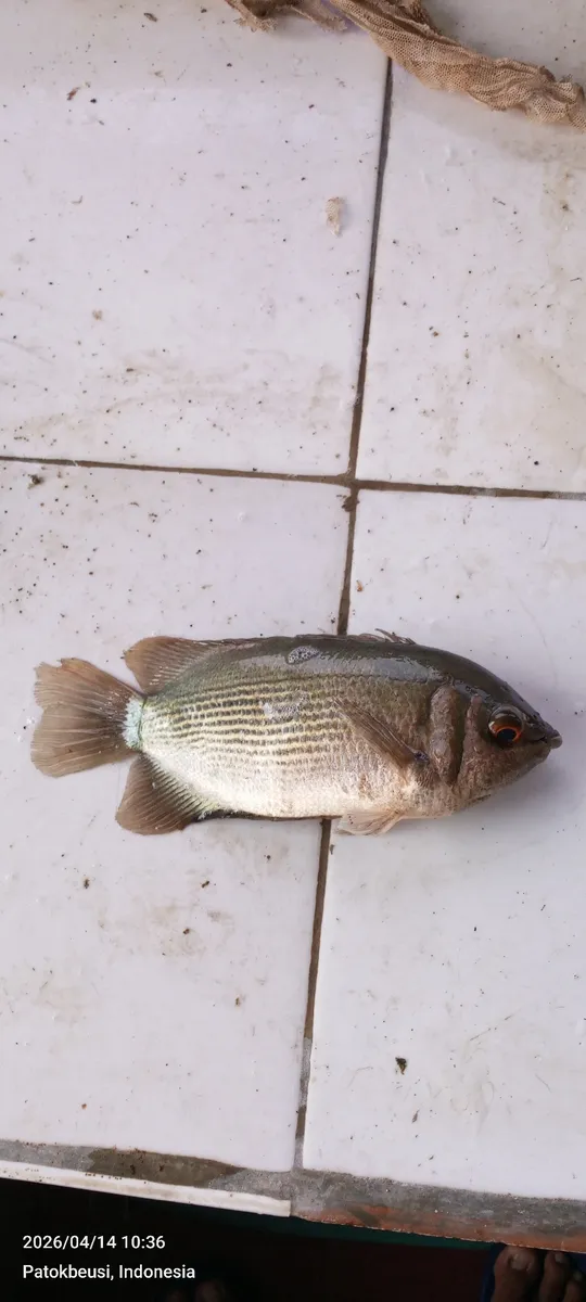 Miniatura: Helostoma (Helostoma spp.)