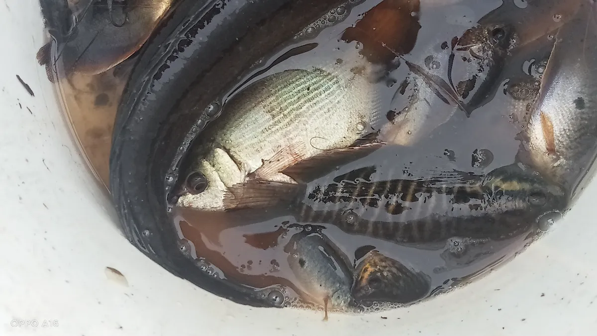 Miniatura: Helostoma (Helostoma spp.)