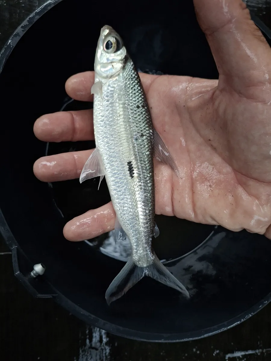 Hemiodontidi