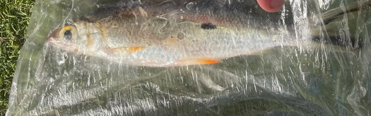Miniatura: Hemiodus (Hemiodus spp.)