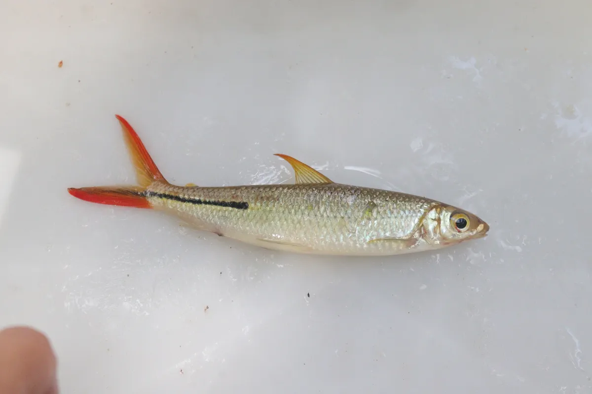 Miniatura: Hemiodus (Hemiodus spp.)