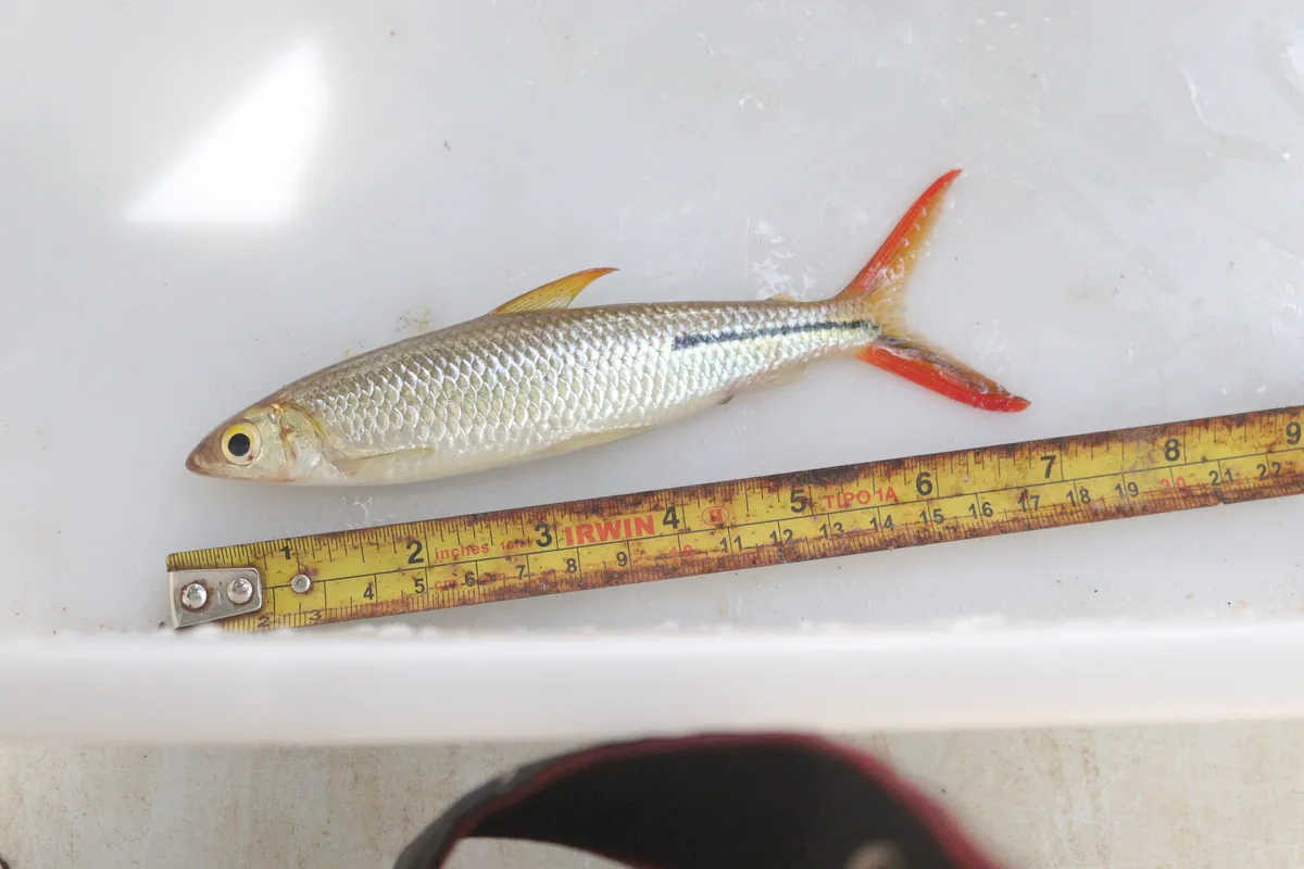 Miniatura: Hemiodus (Hemiodus spp.)
