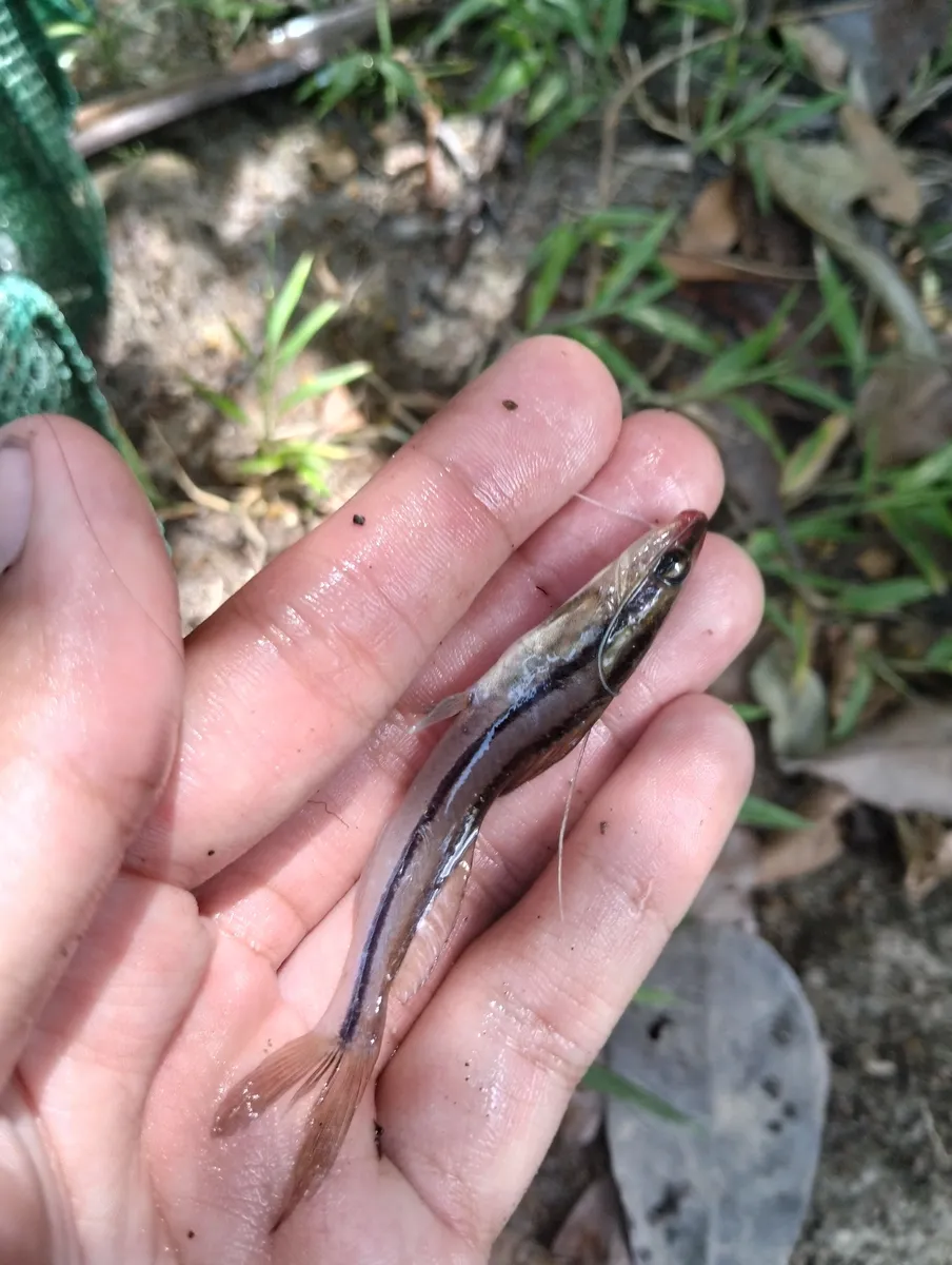 Miniatura: Pimelodella (Pimelodella spp.)